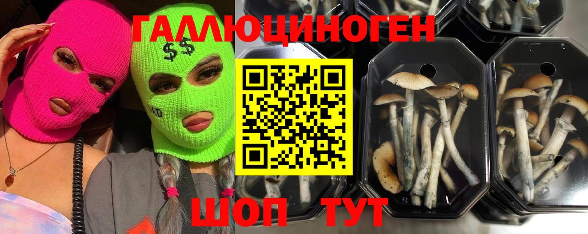 Галлюциногенные грибы GOLDEN TEACHER  Вход с VPN  Полысаево  Псилоцибиновые грибы MAGIC MUSHROOMS 